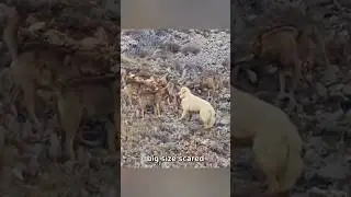 Встреча с койотом! Храбрая пиренейская горная собака стоит бесстрашно