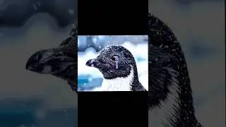 🫶😎😎#trending #viralshorts #explorepage #funny #motivation #penguin #comedy #shorts l
