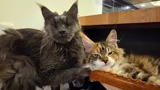 Luna Takes Care of Her Great Grandkitten Iris!