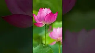 [Whispering]Lotus  #yogaambiance #healing #music #meditationmusic #meditationtool #healingmusic