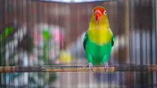 Cepat Bikin Musuh Ikut Gacor!! Lovebird Lain Langsung Respon Seketika Tanpa Nunggu Lama