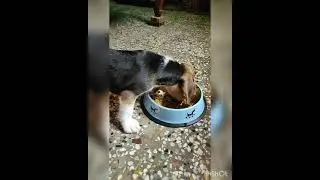 I am hungry.. always hungry...I want foood
