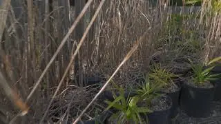 Coldy hardy palm tree farm.Feb.27 2021.Wanted to do moresilent.So none until last 45 seconds or so.