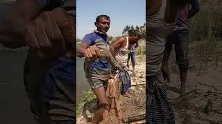 Amazing Big Baim Fishing Video #bigfish #villagelife #fishing