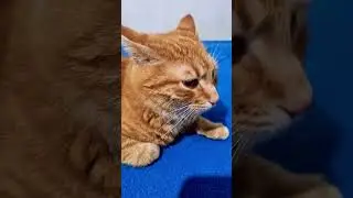 #tails