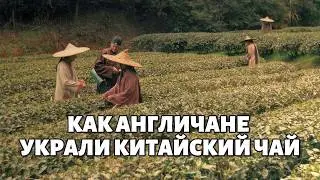Самая наглая кража в истории: как у Китая украли чай