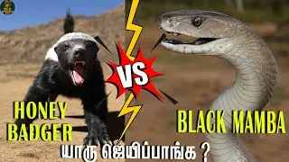 BLACK MAMBA VS HONEY BADGER | யாருக்கு வெற்றி கிடைக்கும்?| Who would win? |Tamil | wildwondersTamil