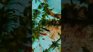 Shrimp 🦐#blue #red #rare #shrimp #fish #tank #home #nature