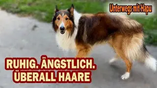Meine Hundestory: Ein ruhiger, sensibler Collie mit besonderem Charakter