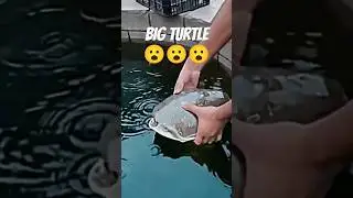 Big turtle 🐢 🐢🐢🐢#shorts #pets #animals #mimizoo #turabandsabtain #sea #drs #petslover