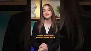 Парсинг данных: законно или нет? Разбираем мифы и реальность