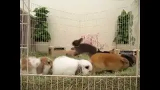 うさぎのBABY（九州うさぎCLUB）