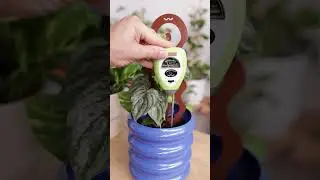 The RIGHT way to check if your plant needs water #plants #garden #plantcare