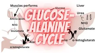 Glucose alanine cycle | Amino acid metabolism