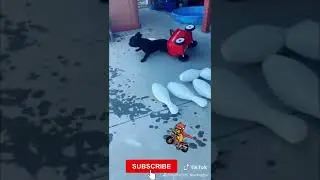 Cute and Funny Animals Compilation 31 | Smart Dog | Lovely Pet #shorts