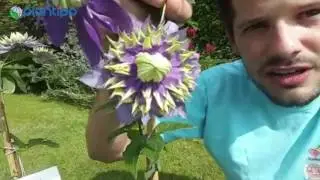 Plantipp presents Clematis TAIGA