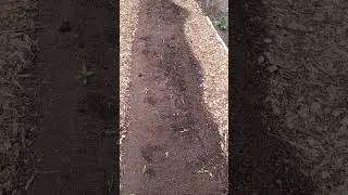 spring planting march 2023