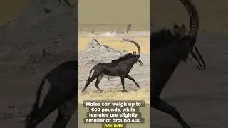 Nature&rsquo;s Elegance: Discover the Secrets of the Sable Antelope!  #antelopes #africananimals