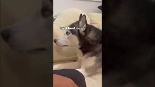 Staring contest with a husky 🤣 so funny #shorts