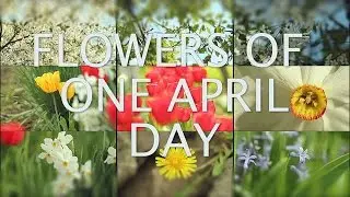 Flowers Of One April Day