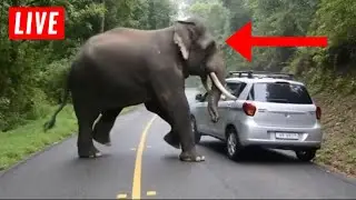 Terrifying Elephant Attack Caught on Camera in India!
