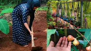 ഉമ്മയുടെ കൃഷിയും ചെടിയും കുറച്ച് വിശേഷങ്ങളും....Umma special video ||SHAMNAS KITCHEN