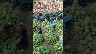 Pakistan main Tarbooz ki sb se bari mandi ||@kharramunda