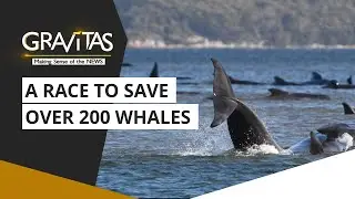 Gravitas: Hundreds of whales stranded on sandbar in Australia
