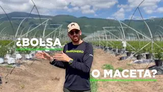 ¿BOLSA O MACETA? 🤔 | Raúl Mercado - DIDIHU