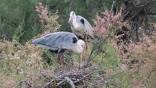 Grey heron (Ardea cinerea) reproductive behaviour: Nesting, pre-copulation display & copulation