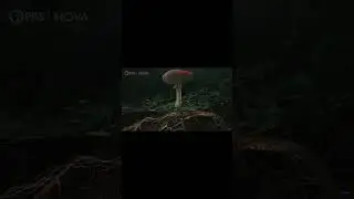 The Intricate root system of Mushrooms
