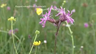 Tim's meadow, Aldwincle