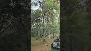 A Rare Black Leopard Swiftly Moving Down A Tall Tree In Pench National Park in Madhya Pradesh#shorts