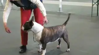 Open Bitch Standard Bull Terrier Paignton Championship Dog Show 06/08/16