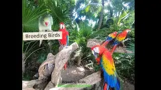Six scarlet macaws from breeding birds 4k video