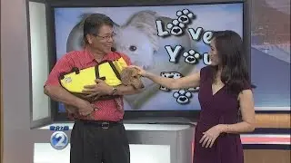 Safety precautions for taking your pet on board a boat