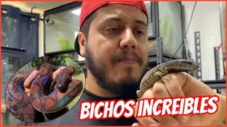BOA ARCOÍRIS Y VARANOS GARGANTA NEGRA 🐍🌈🦎🦖