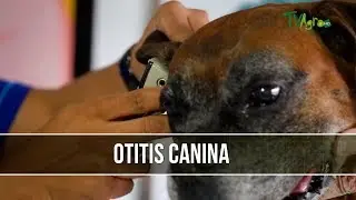 Como Prevenir la Otitis Canina - TvAgro por Juan Gonzalo Angel