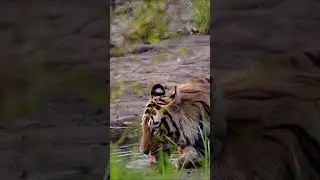 Observing Tiger, Ranthambore, India, Taj tour trips from Taj T. 🐅