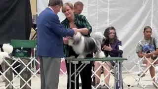 2025&ndash;08-31 NOHS N-S Group L&ouml;wchen Judging Day 4 Bluegrass Cluster Lexington KY