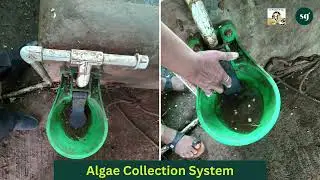 Crucial Role of Algae for Cows | Algae green goldmine for cows | Learn dairy farming with SkillGati