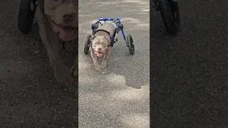 Nova Enjoying The Ride 🐾❤️♿️🎉 #adorabledog #americanbullybreed