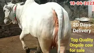 టాప్ క్వాలిటీలో ఉన్న ఒంగోలు ఆవు అమ్మకానికి | cow for sale | Ongole cow | cow videos ‎@purnafarms 