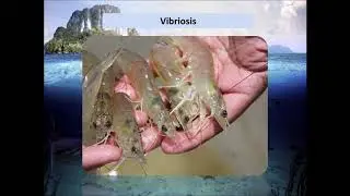 Enfermedades Virales en Camarones de Cultivo