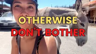 MUST see in Oatman Arizona, 5 things to do in Historic Route 66 town, USA Road Trip, Wild Burros!