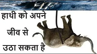 दुनिया में ऐसे भी जीव है जो हाथी को अपने जीव से  उठा सकता है |