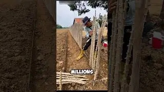Этот метод экономит индонезийским фермерам миллионы 🤯