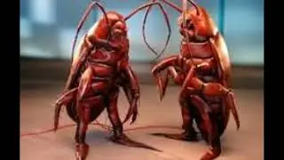 Welcome  To The Parasite Paradise Minecraft Server (Applications Open)