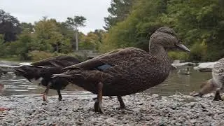 Ducks on Parade: A Delightful Flock's Stroll