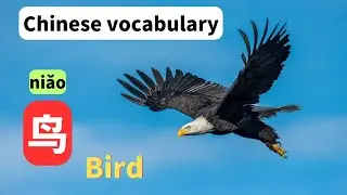 汉语学习 | Learn 30+ birds in Chinese